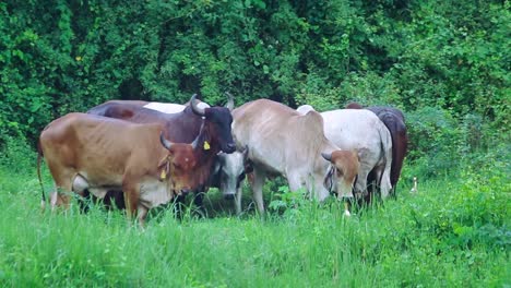 cows grazing in gentle rain, essence of rural life with animals finding solace amidst lush green fields during refreshing shower