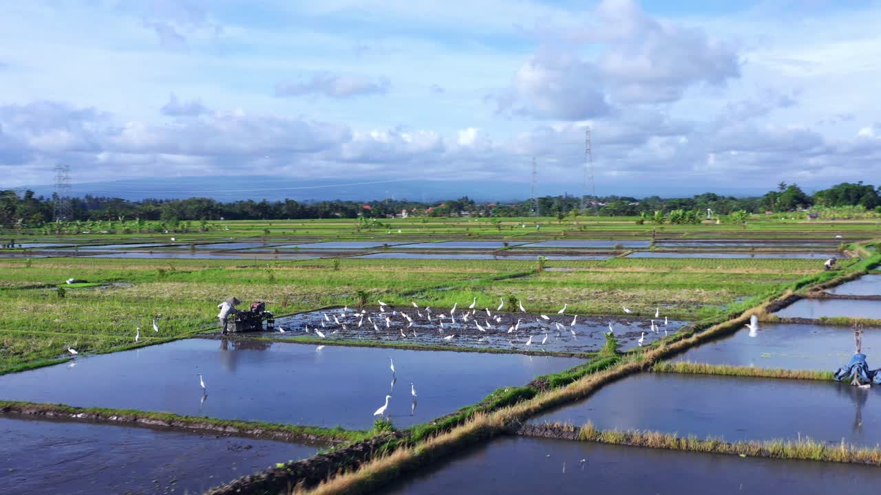 인도네시아 발리 의 세세 근처 에서 먹이 를 먹고 있는  ⁇  새 들 의 무리 와 함께  ⁇  을  ⁇ 고 있다