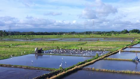 Plowing-Fields-With-Flock-Of-White-Herons-Feeding-Near-Seseh,-Bali-Indonesia