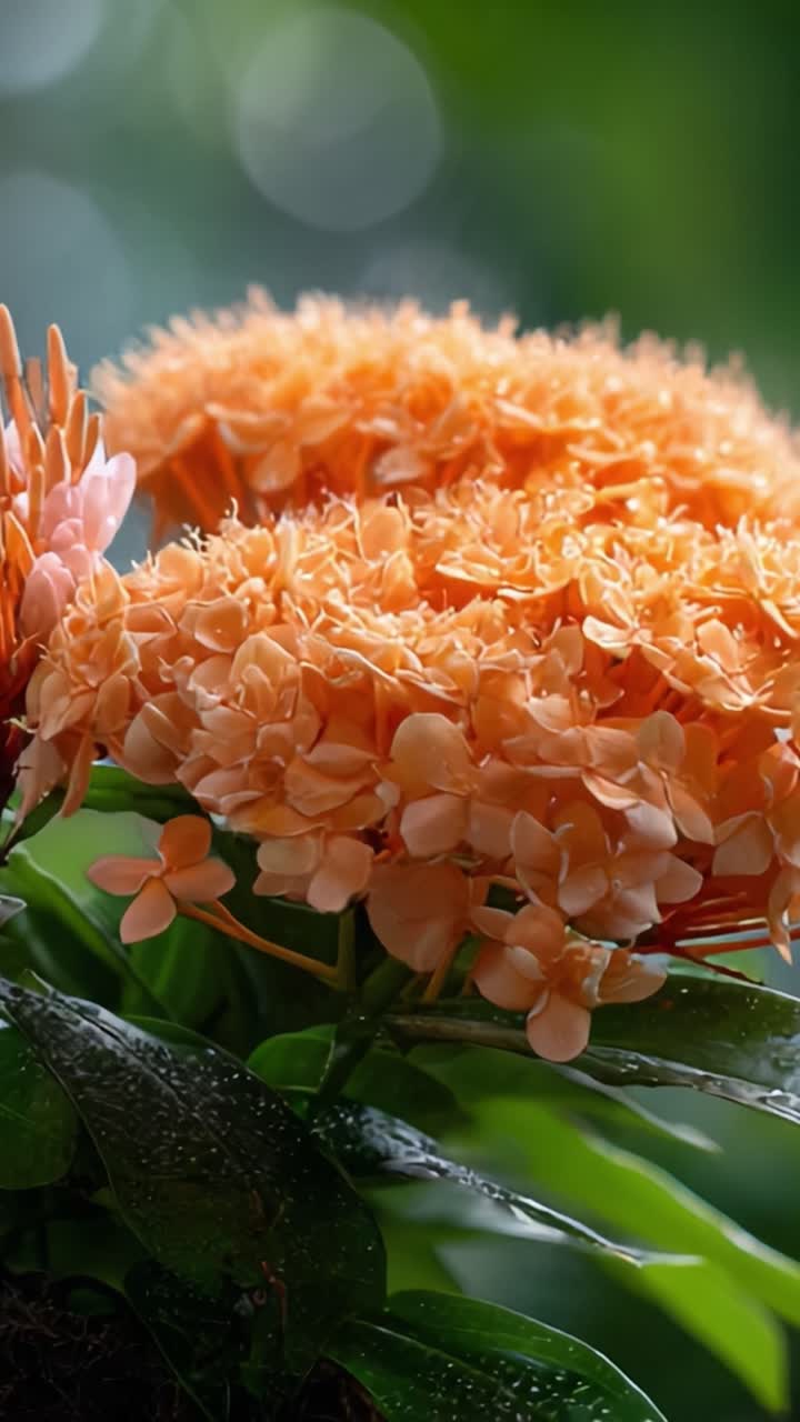 Beautiful Orange Blossoms Showcasing Lush Greenery and Dewy Petals, Capturing the Essence of Nature's Vibrant Floral Display in a Serene Environment