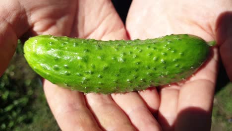 a female farmer holds a ripe cucumber, organic vegetables for a healthy diet