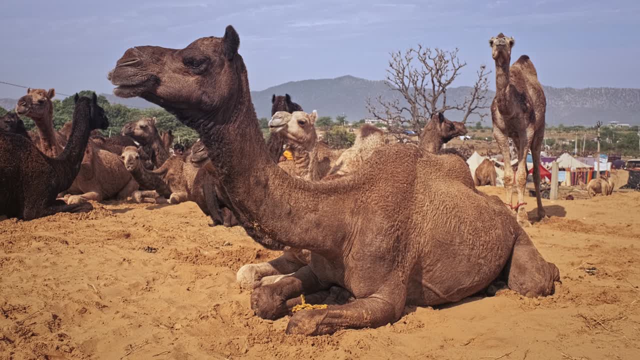 los camellos en pushkar mela el festival de la feria de camellos en el campo comiendo masticando. pushkar, rajasthan, india