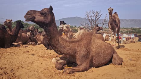 camels at pushkar mela camel fair festival in field eating chewing. pushkar, rajasthan, india