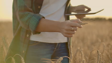 Close-up-of-a-woman-farmer-in-a-hat-and-a-plaid-shirt-touches-the-sprouts-and-seeds-of-rye-examines-and-enters-data-into-the-tablet-computer-is-in-the-field-at-sunset