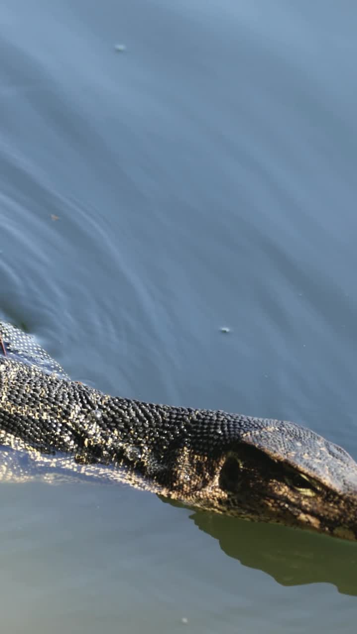 un lagarto monitor se desliza a través del agua
