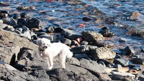 a dog walking on rocks near the ocean