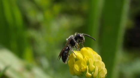 Foto-Macro-De-Una-Abeja-Limpiándose-En-Un-Trébol-Amarillo-En-Cámara-Lenta