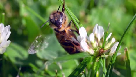 bumblebee pollinating white clover flower in the field