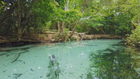 Aerial-flight-over-crystal-clear-rio-cano-frio-river-in-jungle-during-summer-day---Samaná,-Dominican-Republic