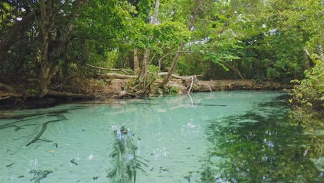 vuelo aéreo sobre el cristalino río cano frio en la jungla durante el día de verano - samaná, república dominicana