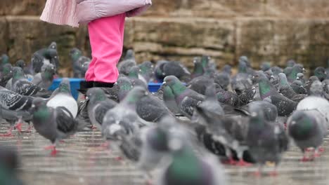 girl watching pigeons