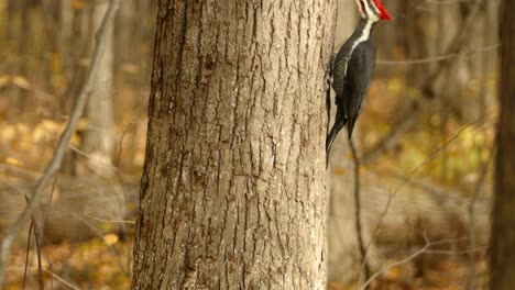 woodpecker using tongue to search for prey with vibration in tree wood bark