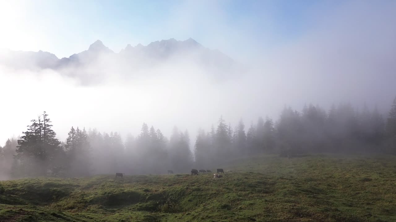 오스트리아 의 알프스 산맥 풍경 에서 풀 을 고 있는 소 들 의 공중 사진