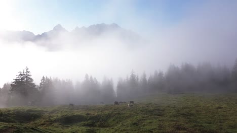 aerial view of cows grazing in an alpine landscape of austria