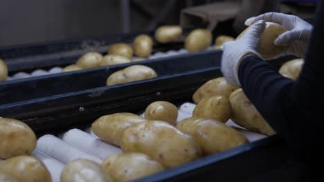 clasificación de patatas, procesamiento y embalaje de la fábrica de vídeo