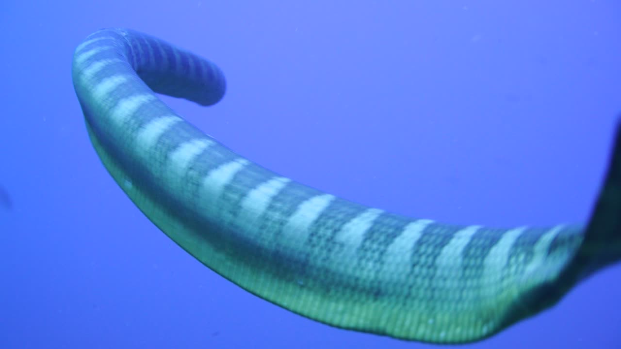 toma increíble que sigue a una serpiente nadando en el azul profundo.
