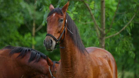 a duo of brown horses grazing on the grass during a sunny day