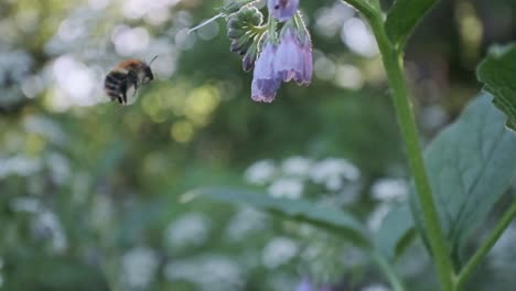 abejorro en cámara lenta volando lejos de las flores moradas