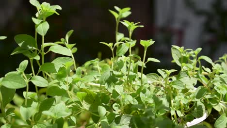 herb oregano growing outdoor in sunlight with slight breeze