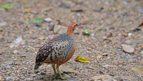 뒷면에서 볼 수 있듯이, 그 다음에는 돌아서서 멀리 떠납니다. 그 다음에는 그의  ⁇ 이, ferruginous partridge caloperdix oculeus, 태국이 따라갑니다.