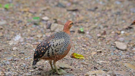 seen from its back preening then turns around to go away then followed by its mate, ferruginous partridge caloperdix oculeus, thailand