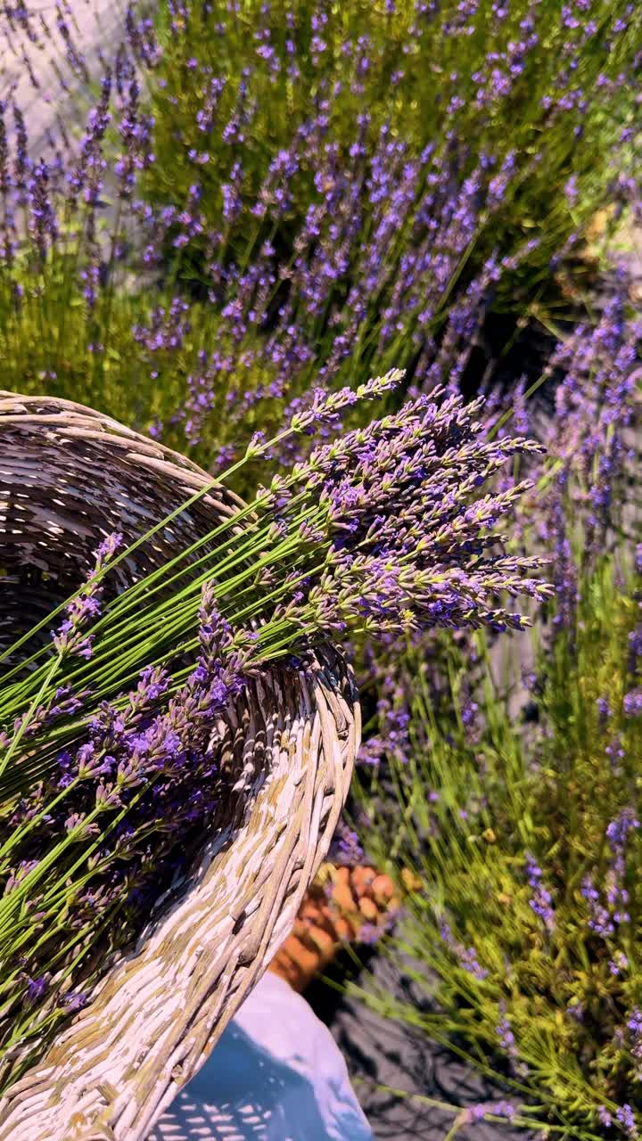 Nærbillede af høstede lavendelbundter i en fletkurv. Fletkurv fyldt med afskårne lilla lavendelblomster på en solrig mark under høstsæsonen.