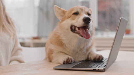 un lindo corgi poniendo el hocico en la computadora portátil