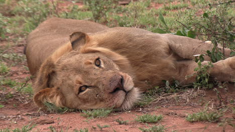 Männlicher-Löwe-Ruht-In-Der-Afrikanischen-Wildnis