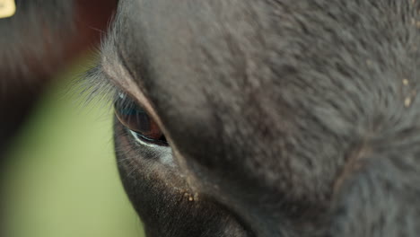 close-up of a black cow's eye and fur