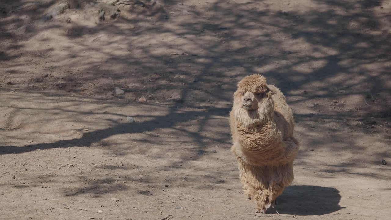Alpaca in a Sunny Field