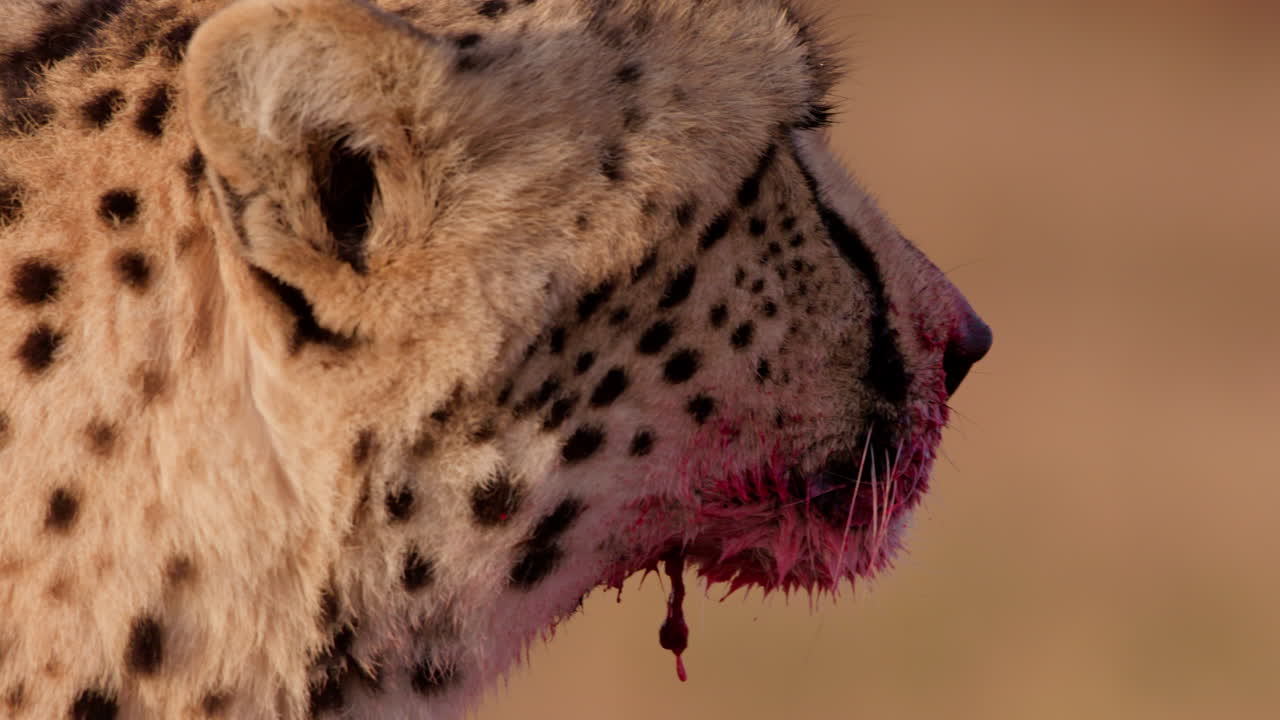 Close up shot of a monocular cheetah's face licking the mouth