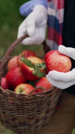 unrecognized man in checkered shirt holding a basket of apples. male farmer in gloves takes apples and shoves it closer to the camera. vertical video