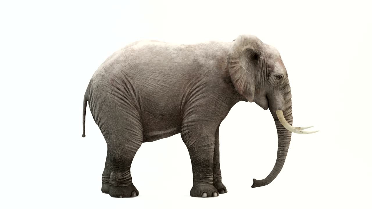 먹는 코끼리의 cg 렌더링. 루프 애니메이션.