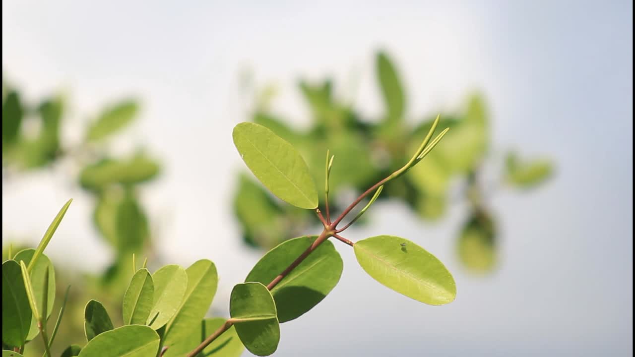 초록색 잎 을 가진 가지 의 클로즈업