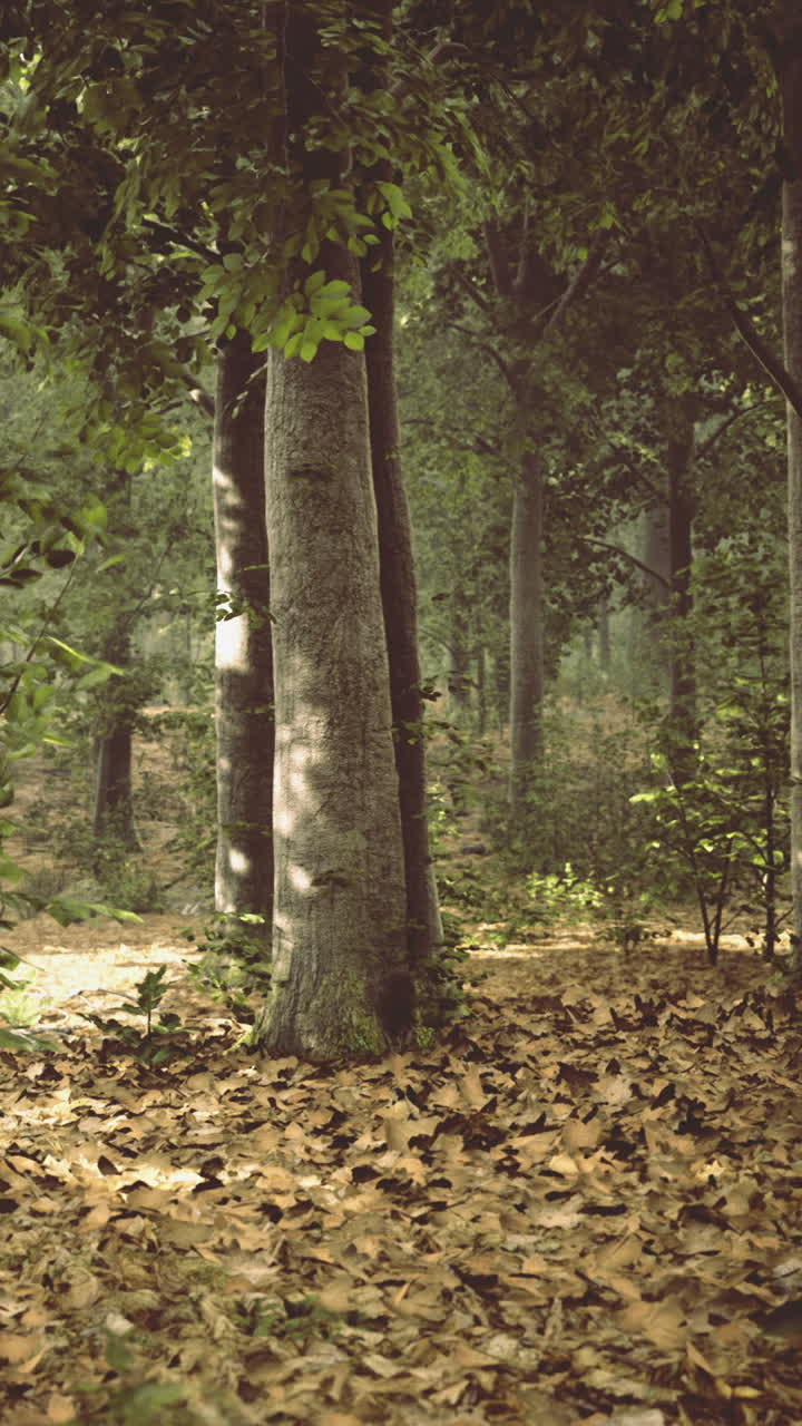 Scena boschiva con alberi e foglie cadute in un ambiente naturale.