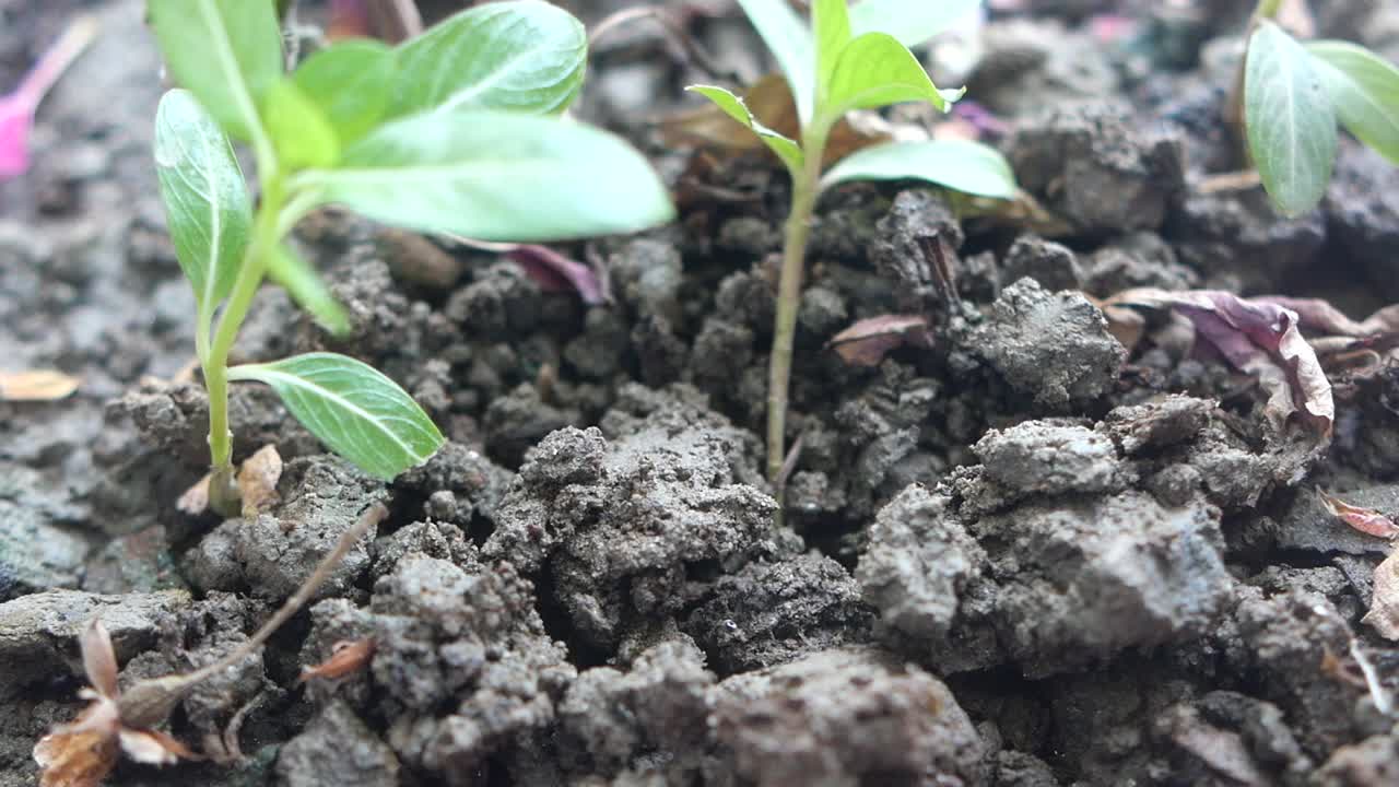Planting young plants in soil with a small spade
