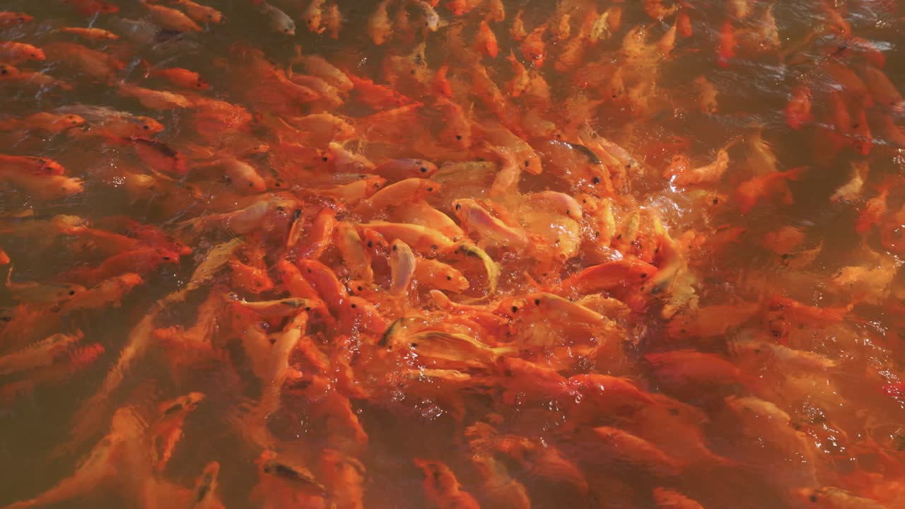 frenesí de alimentación de peces