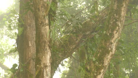 Sparrow-birds-hovering-among-thick-bodied-trees-in-the-old-forest