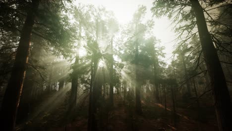 paisaje de puesta de sol brumosa del bosque de secuoya
