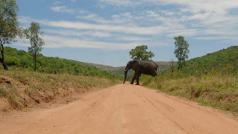 lone african elephant stops in dirt road creating african road block