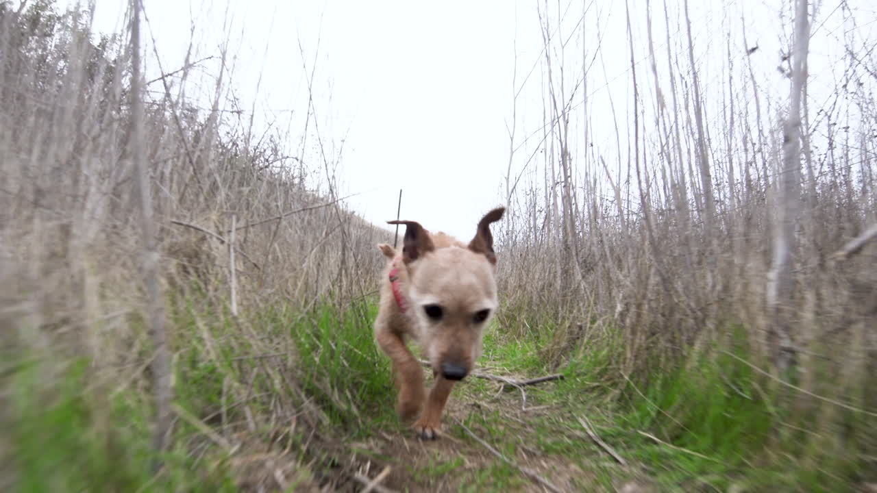 Small mixed breed Norwich Terrier Dog runs after the camera among the bushes and grass