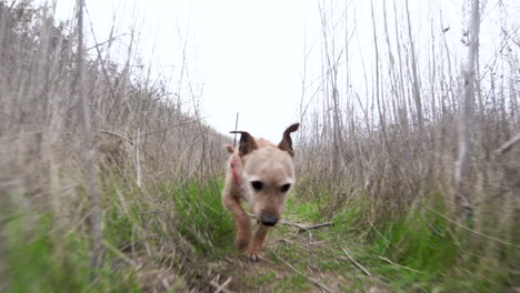 pequeno cão norwich terrier de raça mista corre atrás da câmera entre os arbustos e a grama