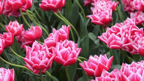 close-up of pink tulip flowers, tilt up to wide view of field in netherlands
