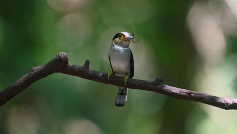 Perched-on-a-branch-with-a-spider-in-its-mouth-observing-its-surroundings-before-it-delivers,-Silver-breasted-Broadbill-Serilophus-lunatus,-Thailand