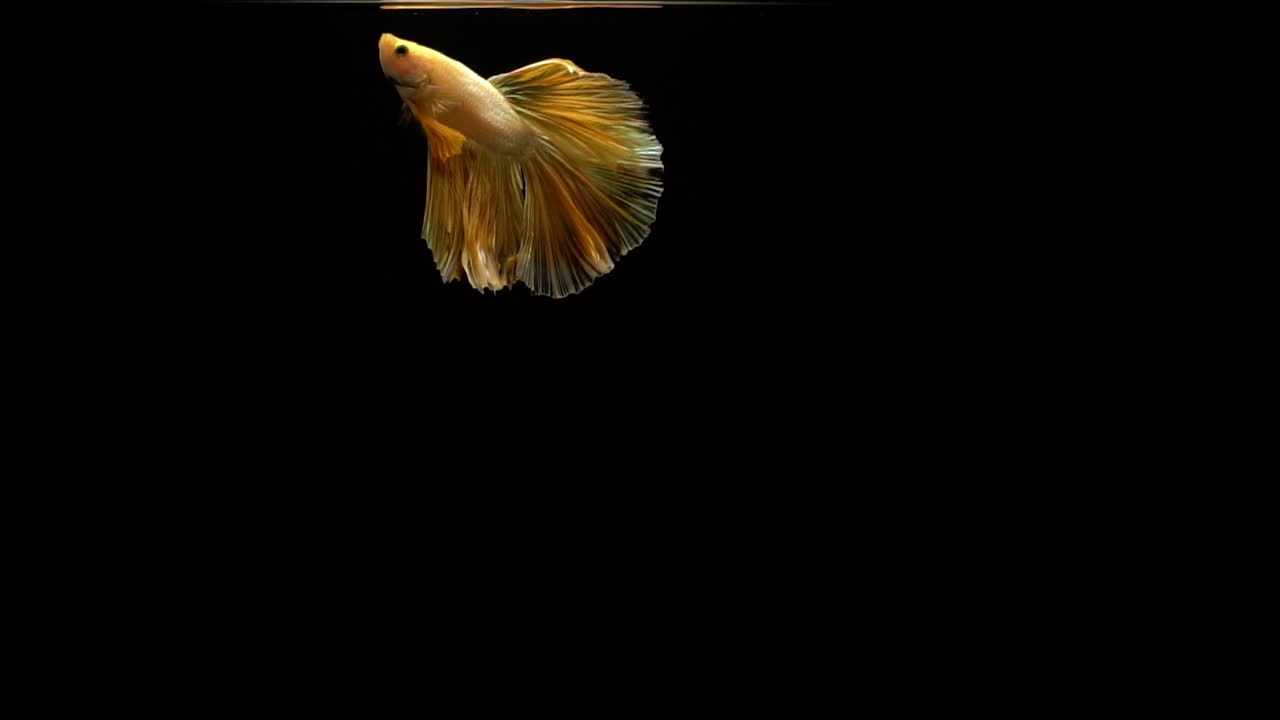 Pesce combattente siamese vivace e colorato Betta splendens, conosciuto anche come Pesce Combattente Thailandese o betta, un popolare pesce d'acquario in super slow motion su sfondo nero.