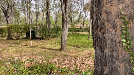 We see in a garden area in the Jardines de el Principe how a brown squirrel comes down from a tree and stays on the ground with fallen leaves and pieces of green grass Aranjuez Spain