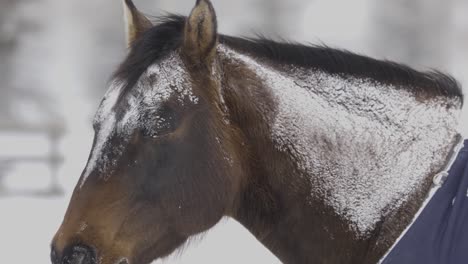 Caballo-Marrón-Cubierto-De-Nieve-De-Ventisca