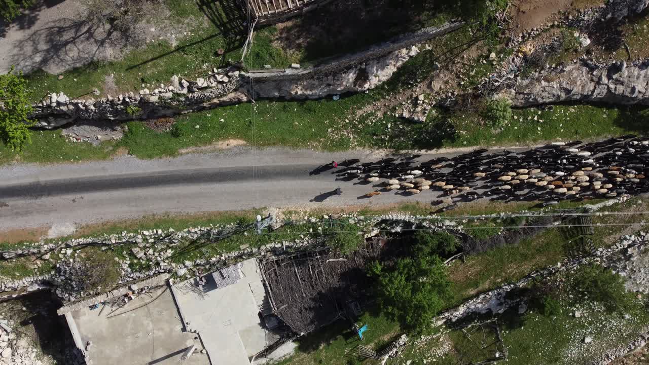 드론 이미지 유목민 목자 염소