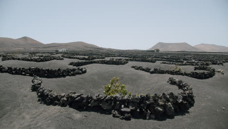 Weinanbau-In-Den-Weinbergen-Von-La-Geria-Aus-Vulkanasche-Auf-Lanzarote