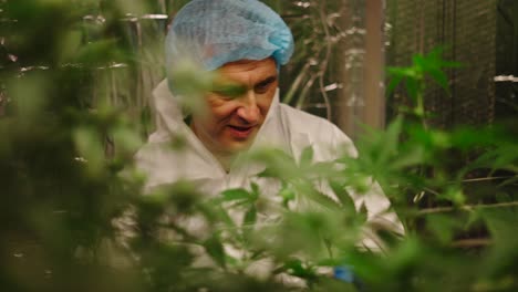 cannabis grower examining plants in indoor facility